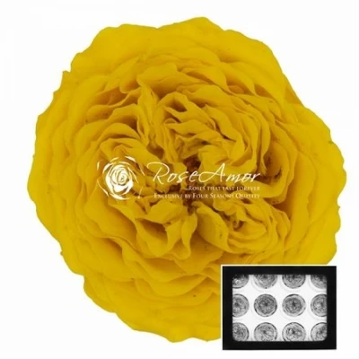 Stabilizované žluté zahradní růže v krabičce 12ks