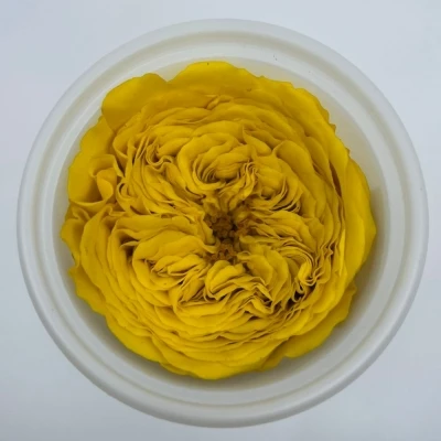 Stabilizované žluté růže v krabičce 12ks