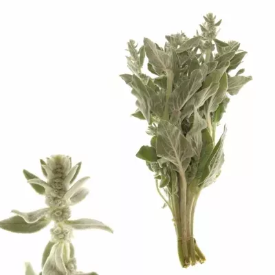 STACHYS SILVER FINCH 35cm