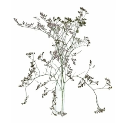 Statice FLORIDA PINK