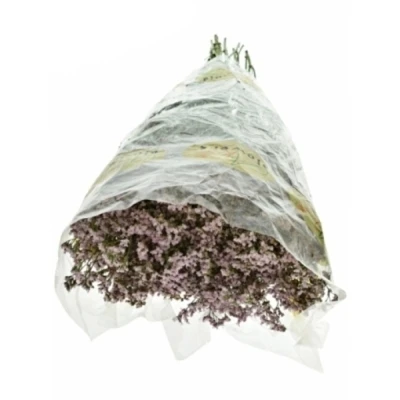 Statice FLORIDA PINK