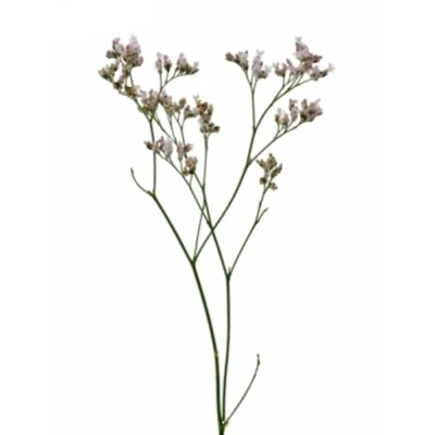 Statice FLORIDA PINK