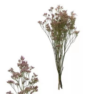 Statice SAFORA PINK WHISTLE 55cm/16g