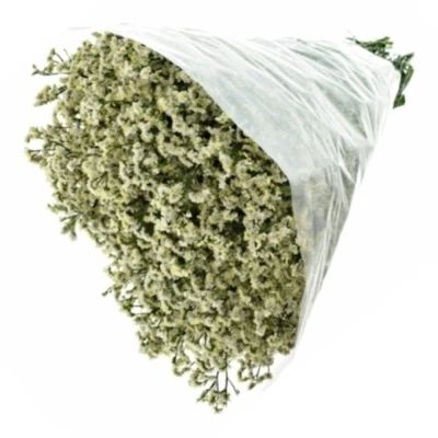 Statice SINENSE BRIGHT DIAMOND