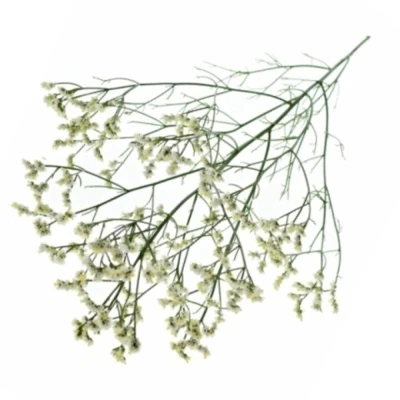 Statice SINENSE BRIGHT DIAMOND