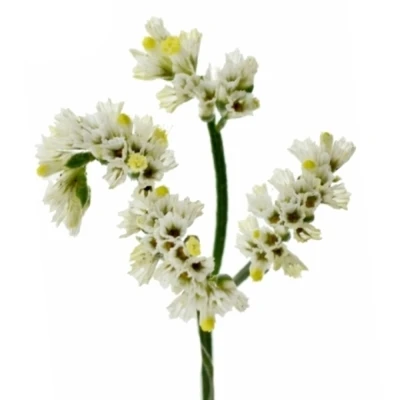 Statice SINENSE BRIGHT DIAMOND