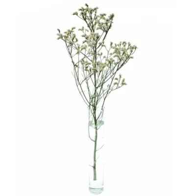 Statice SINENSE BRIGHT DIAMOND