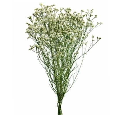 Statice SINENSE BRIGHT DIAMOND