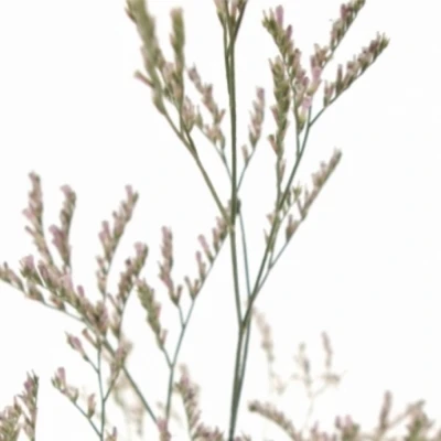 Statice SINENSE CHINA FLAMINGO