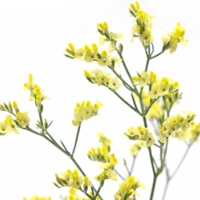 Statice SINENSE CHINA LEMON