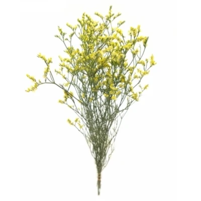 Statice SINENSE CHINA LEMON