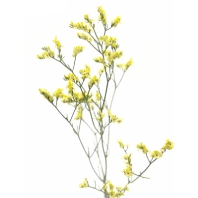 Statice SINENSE CHINA LEMON