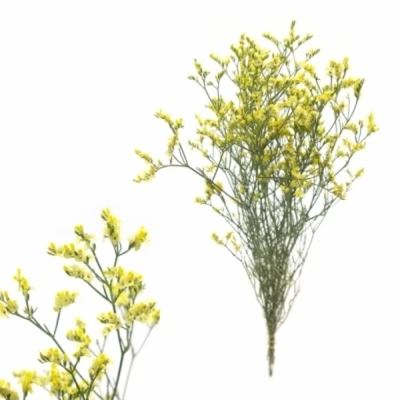 Statice SINENSE CHINA LEMON