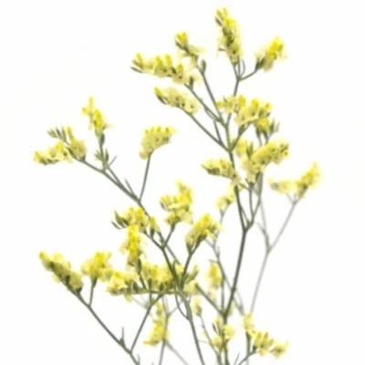 Statice SINENSE CHINA LEMON