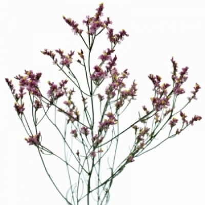 Statice SINENSE CHINA LOVELY 50 cm / 20 g  
