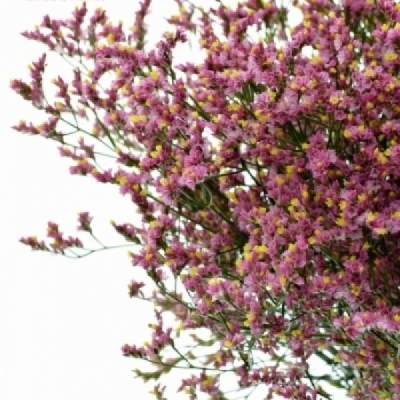 Statice SINENSE CHINA LOVELY