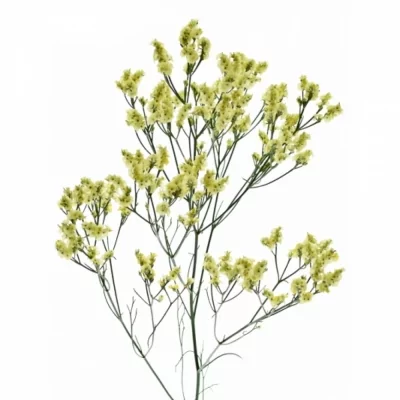 Statice SINENSE CHINA YELLOW 75 cm / 60 g 