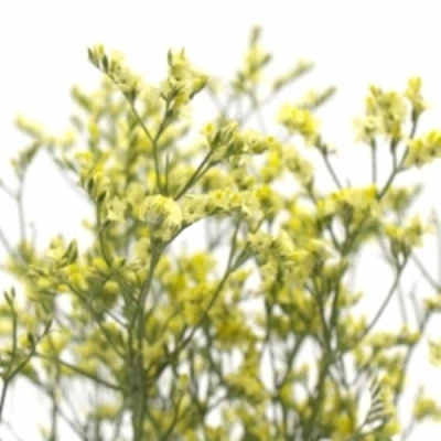 Statice SINENSE CYRUS DIAMOND