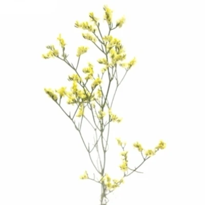 Statice SINENSE CYRUS DIAMOND