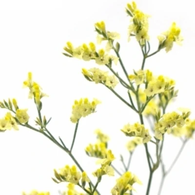 Statice SINENSE CYRUS DIAMOND 50 cm / 25 g