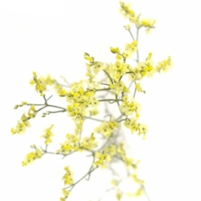 Statice SINENSE CYRUS DIAMOND