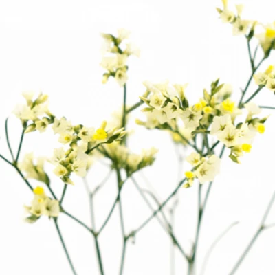 Statice SINENSE EASTER DIAMOND 70cm/25g