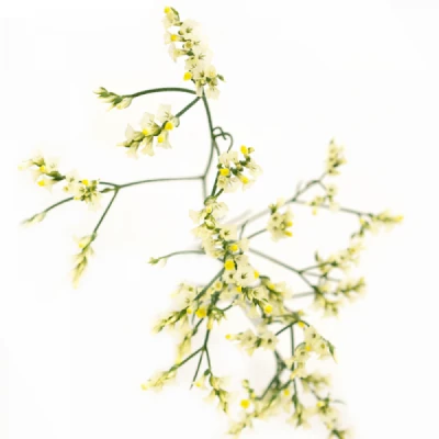 Statice SINENSE EASTER DIAMOND