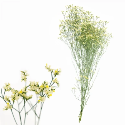 Statice SINENSE EASTER DIAMOND