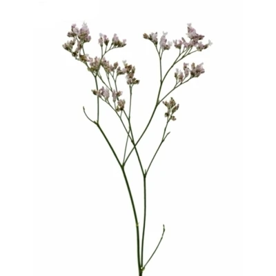 Statice SINENSE REGINA DIAMOND