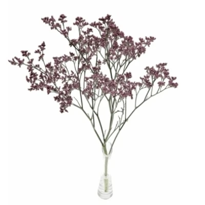 Statice SINENSE TENNESSEE PINK