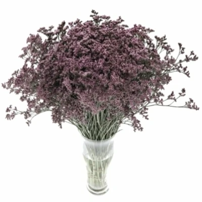 Statice SINENSE TENNESSEE PINK