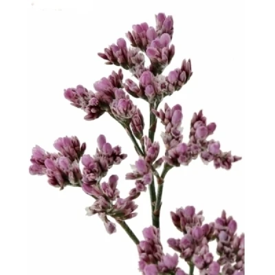 Statice SINENSE TENNESSEE PINK