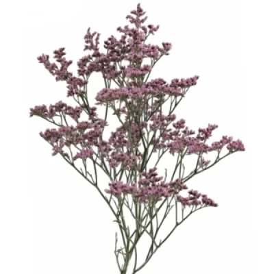 Statice SINENSE TENNESSEE PINK 60 cm / 25 g