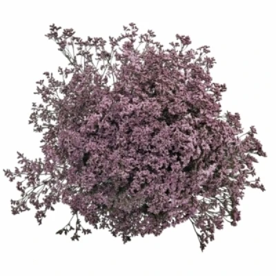 Statice SINENSE TENNESSEE PINK