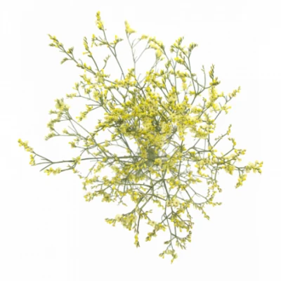 Statice SINENSE YELLOW DIAMOND