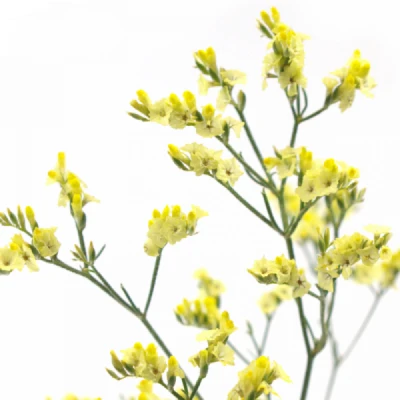 Statice SINENSE YELLOW DIAMOND 65cm/30g