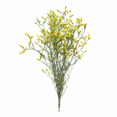 Statice SINENSE YELLOW DIAMOND