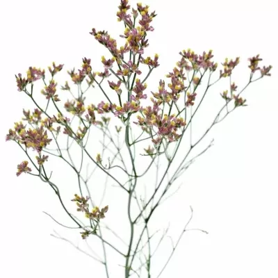 Statice SINENSE BLUSH DIAMOND 60 cm / 20 g  