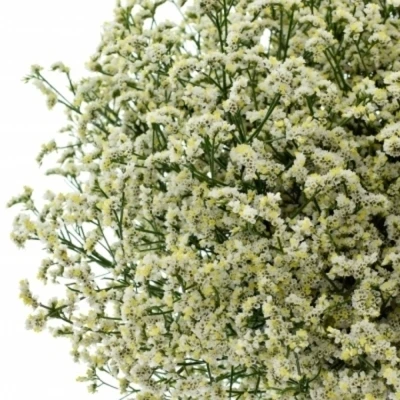 Statice SINENSIS MOUNTAIN DIAMOND