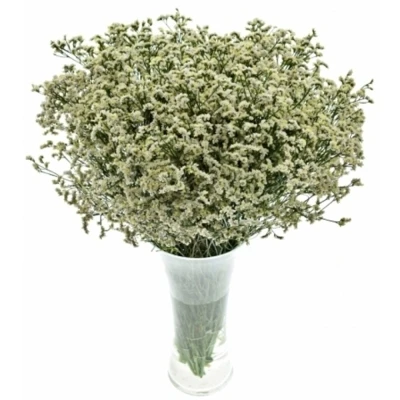 Statice SINENSIS MOUNTAIN DIAMOND