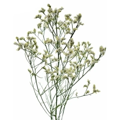 Statice SINENSIS MOUNTAIN DIAMOND