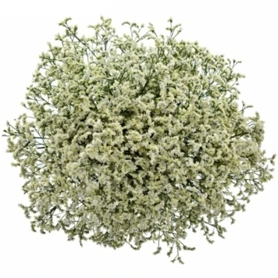 Statice SINENSIS MOUNTAIN DIAMOND