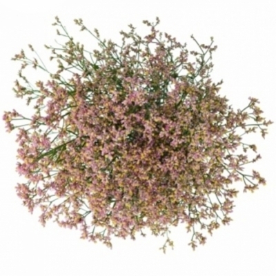 Statice SINESIS ANOUCHKA DIAMOND 60cm/28g