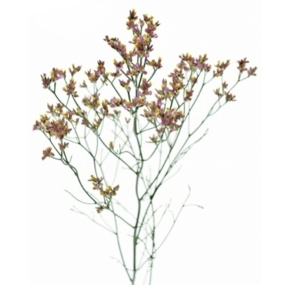 Statice SINENSIS ANOUCHKA DIAMOND 70cm/20g