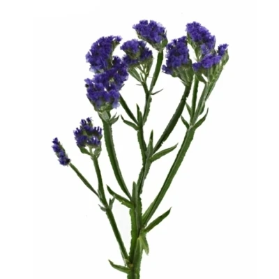 Statice SINUATUM BLUE WINGS