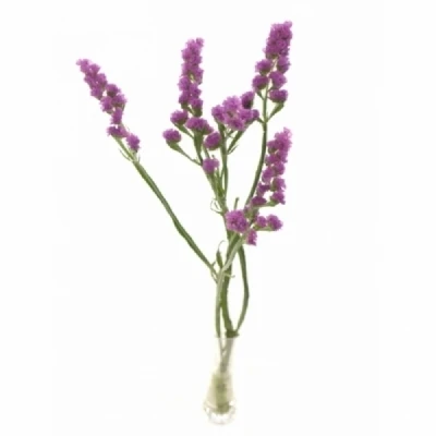 Statice SINUATUM CARMEN PINK