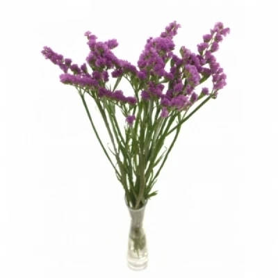 Statice SINUATUM CARMEN PINK