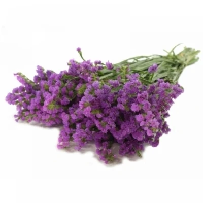 Statice SINUATUM CARMEN PINK