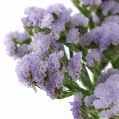 Statice SINUATUM CRYSTAL SKY BLUE 70cm/30g 