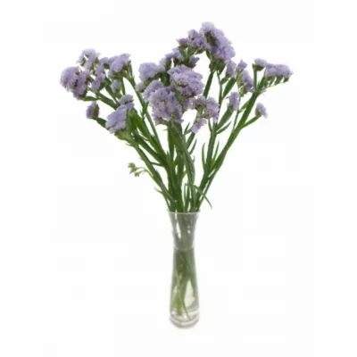 Statice SINUATUM CRYSTAL SKY BLUE